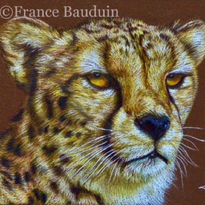 Cheetah portrait - 10.5 hours
Brown Colourfix Smooth
4" 6"
Ref: My own Photo Cheetah portrait - 10.5 hours
Brown Colourfix Smooth
4" 6"
Ref: My own Photo